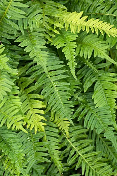 675284 - Polypode commun (Polypodium vulgare)