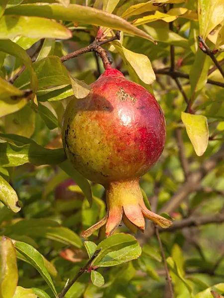 405046 - Pomegranate (Punica granatum)