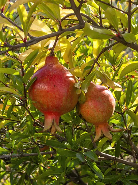 405078 - Pomegranate (Punica granatum)