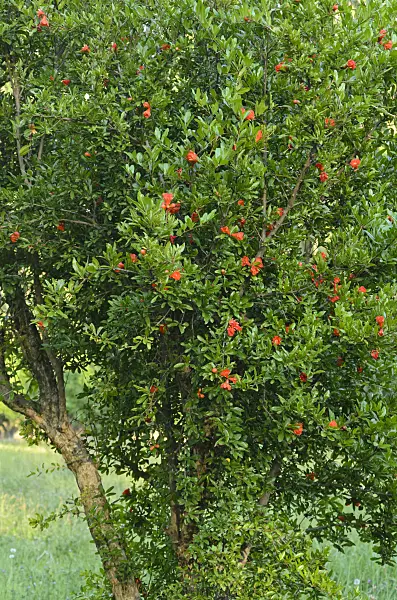 557261 - Pomegranate (Punica granatum)