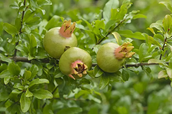 597035 - Pomegranate (Punica granatum)