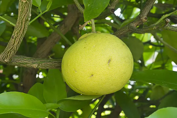 608075 - Pomelo (Citrus maxima)