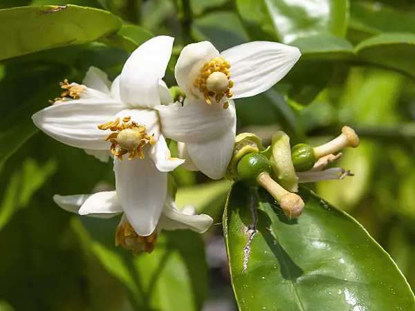 437340 - Pomélo (Citrus x paradisi)