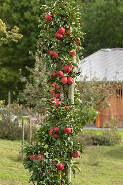 675224 - Pommier colonnaire (Malus x domestica 'Jucunda')