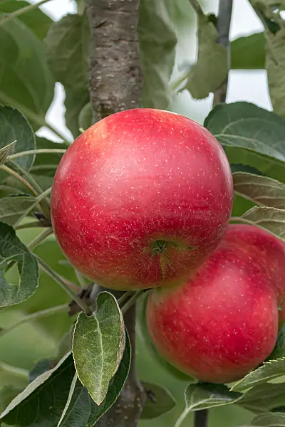 675261 - Pommier colonnaire (Malus x domestica 'Starline Fire')