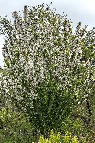 675197 - Pommier d'ornement (Malus Adirondack)