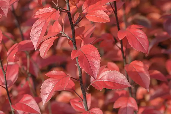 575143 - Pommier d'ornement (Malus Coccinella)