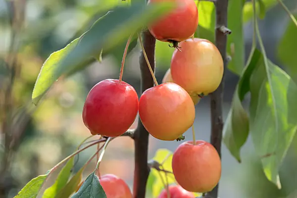 675199 - Pommier d'ornement (Malus John Downie)