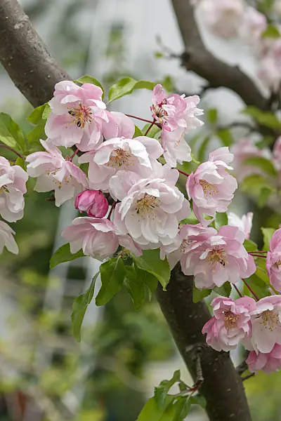 675200 - Pommier d'ornement (Malus Van Eseltine)