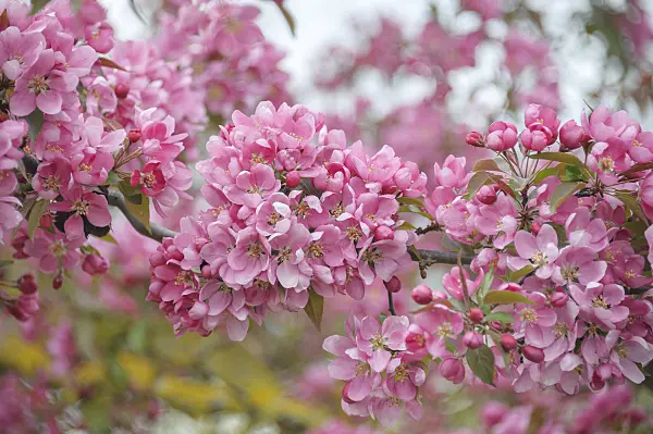 535298 - Pommier d'ornement (Malus x moerlandsii 'Profusion')
