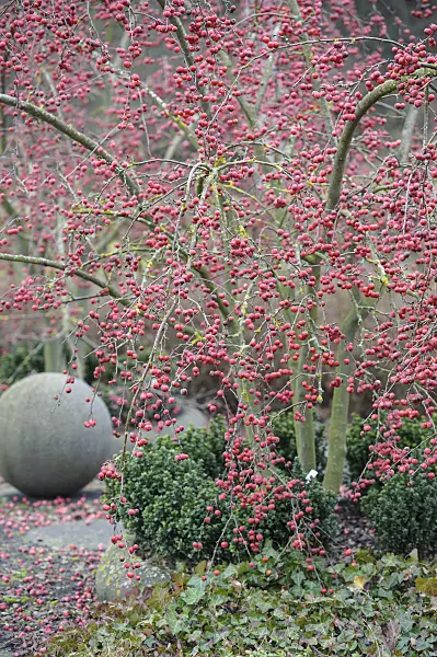 526119 - Pommier d'ornement (Malus x robusta 'Red Sentinel')