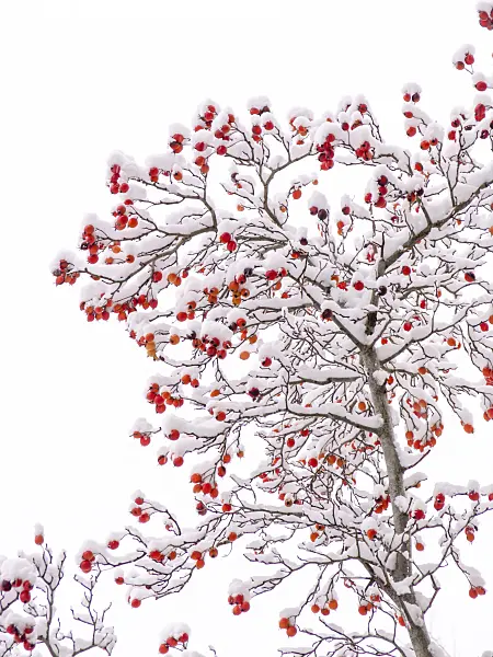 432166 - Pommier d'ornement (Malus x zumi 'Professor Sprenger')