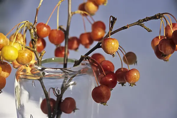 433226 - Pommier d'ornement (Malus x zumi 'Professor Sprenger')
