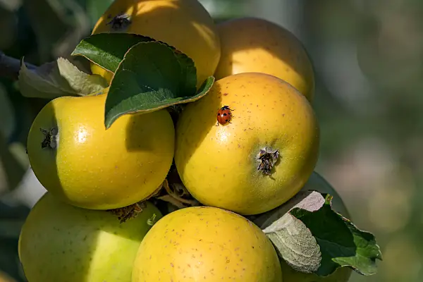 675207 - Pommier domestique (Malus x domestica 'Ananas Reinette')
