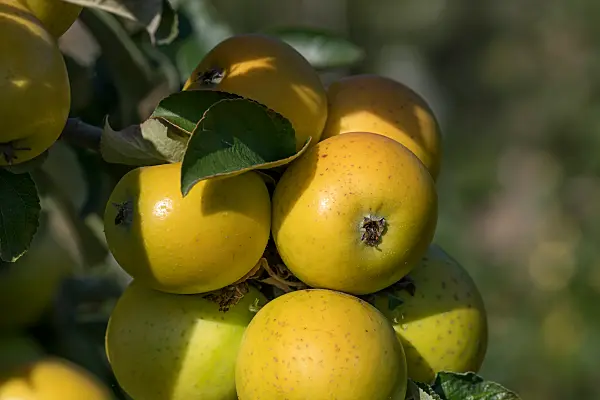 675208 - Pommier domestique (Malus x domestica 'Ananas Reinette')