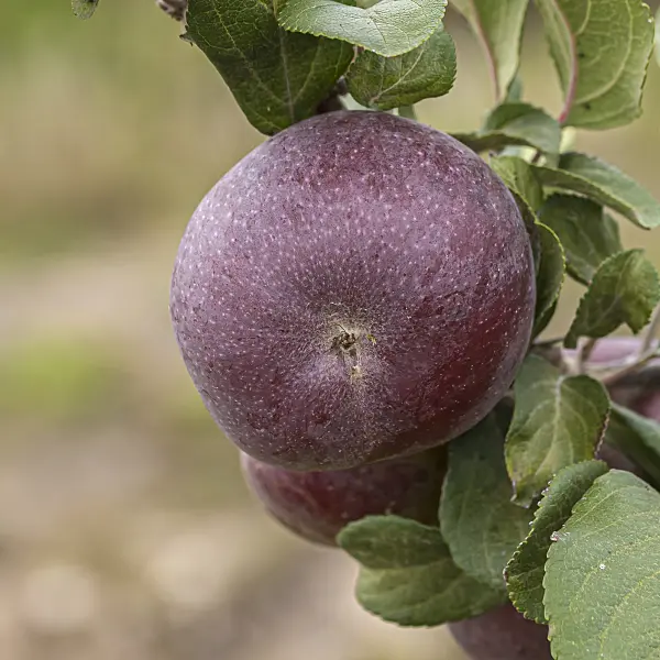 635068 - Pommier domestique (Malus x domestica 'Api Noir')