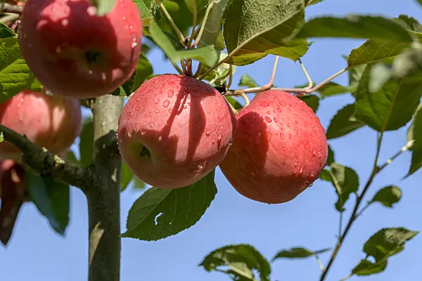 575145 - Pommier domestique (Malus x domestica 'Ariwa')