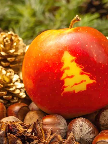 444068 - Pommier domestique (Malus x domestica) avec un arbre de Noël