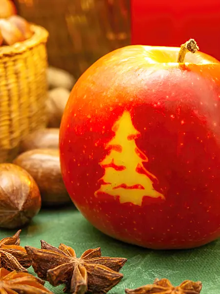 444073 - Pommier domestique (Malus x domestica) avec un arbre de Noël