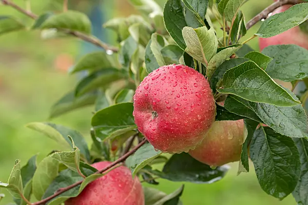 664255 - Pommier domestique (Malus x domestica 'Berleis')