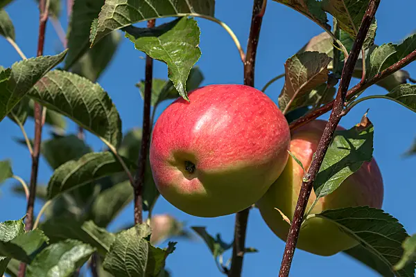 675211 - Pommier domestique (Malus x domestica 'Cadel')