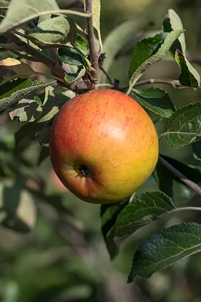 675212 - Pommier domestique (Malus x domestica 'Cox's Orange')