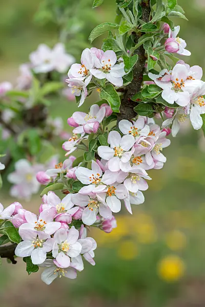 664262 - Pommier domestique (Malus x domestica 'Dwarf')