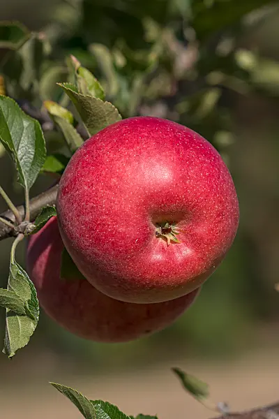 675255 - Pommier domestique (Malus x domestica 'Galiwa')