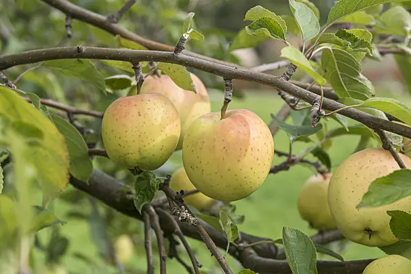 616027 - Pommier domestique (Malus x domestica 'Gelber Bellefleur')