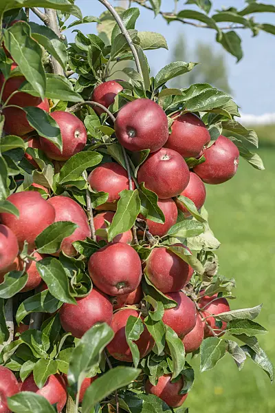 575148 - Pommier domestique (Malus x domestica 'Gemini')