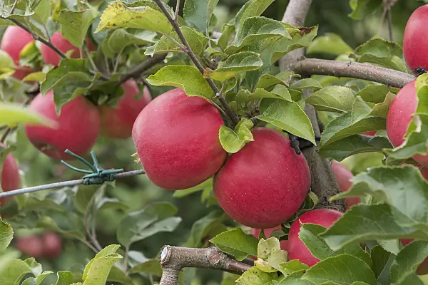 616029 - Pommier domestique (Malus x domestica 'Gradirose')