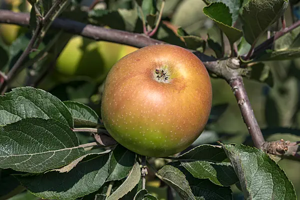 675215 - Pommier domestique (Malus x domestica 'Grüner Winterstettiner')