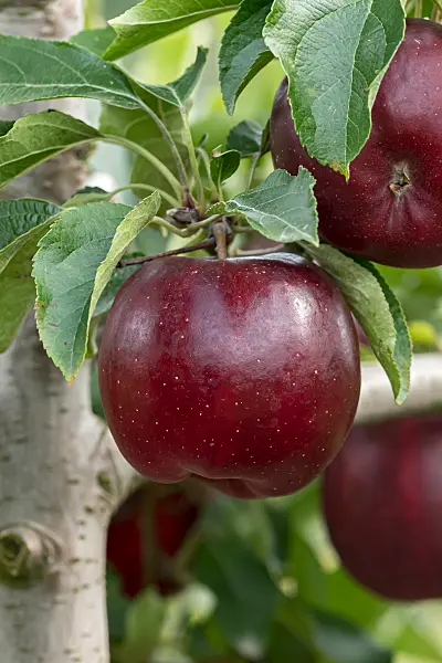 675217 - Pommier domestique (Malus x domestica 'Isaaq')