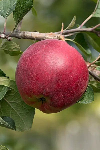 675222 - Pommier domestique (Malus x domestica 'Joachim Gauck')