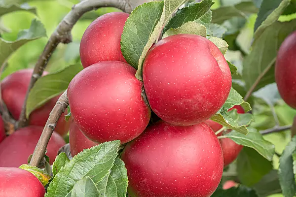 675223 - Pommier domestique (Malus x domestica 'Jonafree')