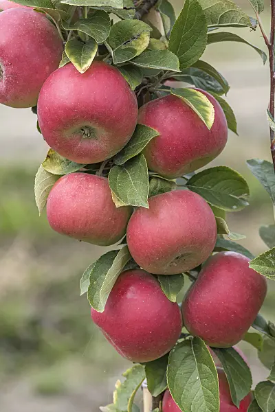 635087 - Pommier domestique (Malus x domestica 'Linsenhofener Renette')