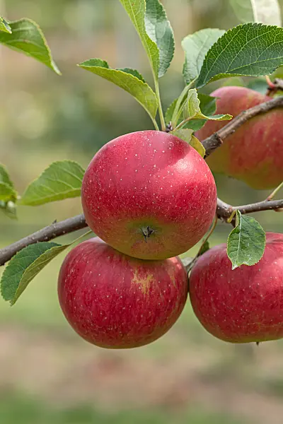 675228 - Pommier domestique (Malus x domestica 'Mammut')