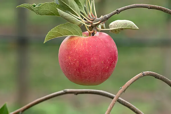 675257 - Pommier domestique (Malus x domestica 'Mammut')