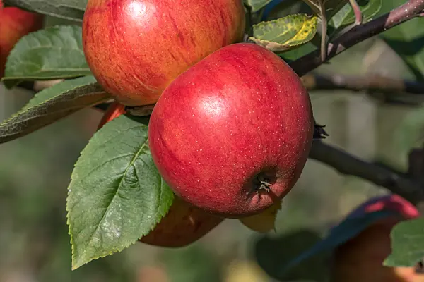 675229 - Pommier domestique (Malus x domestica 'Muskatrenette')