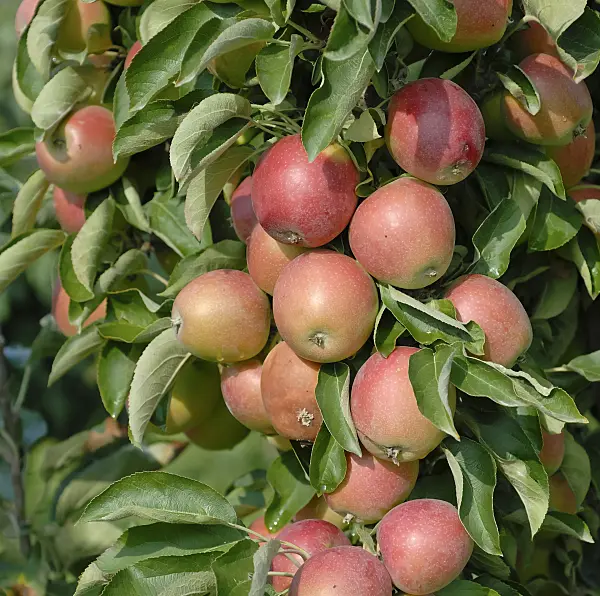 471423 - Pommier domestique (Malus x domestica 'Polka')