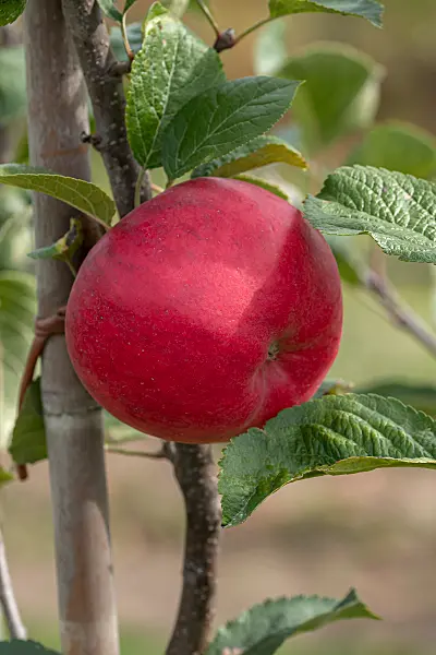 675234 - Pommier domestique (Malus x domestica 'Rea Cadis')