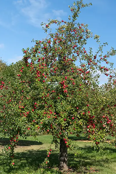 675240 - Pommier domestique (Malus x domestica 'Reglindis')