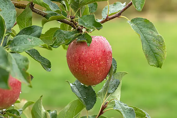 675243 - Pommier domestique (Malus x domestica 'Rekarda')