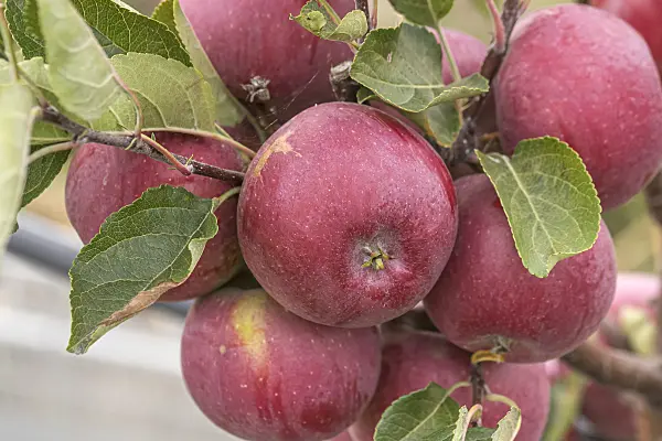 635103 - Pommier domestique (Malus x domestica 'Rene')