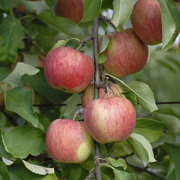 471430 - Pommier domestique (Malus x domestica 'Shampion')