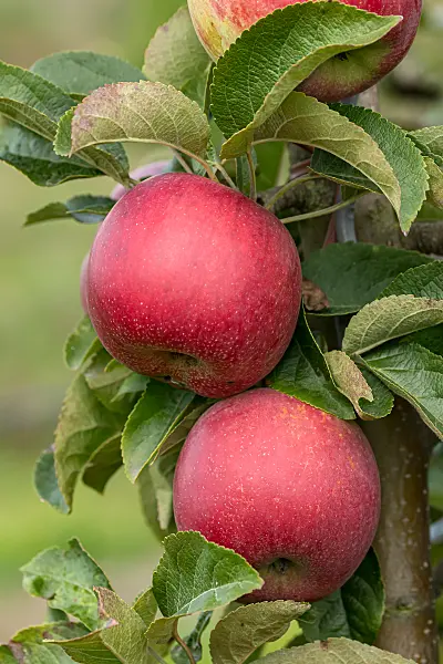 675260 - Pommier domestique (Malus x domestica 'Skyline Scooter')
