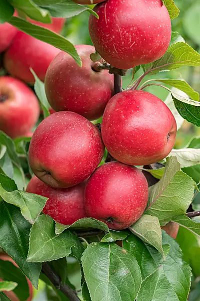 675249 - Pommier domestique (Malus x domestica 'Weirouge')