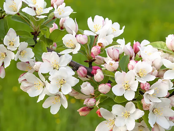 448038 - Pommier (Malus toringo)