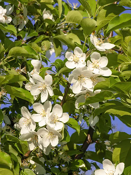 448039 - Pommier sauvage d'Asie (Malus asiatica)