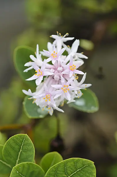 534361 - Pompom tree (Dais cotinifolia)